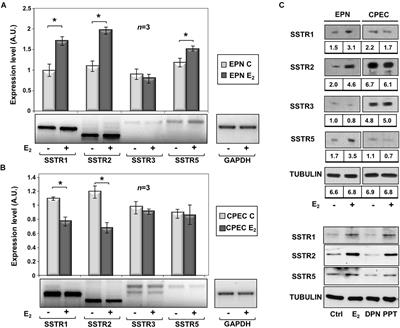 Estrogens Modulate Somatostatin Receptors Expression and Synergize With the <mark class="highlighted">Somatostatin Analog</mark> Pasireotide in Prostate Cells